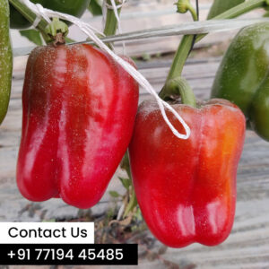 bell-pepper-product-image1